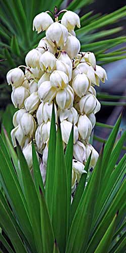 Organisan Yucca Plant