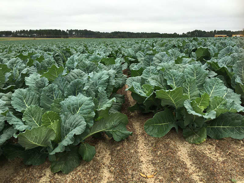 Organisan Collards Tifton GA Fall 2015