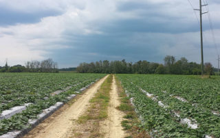 Organisan Cucumbers