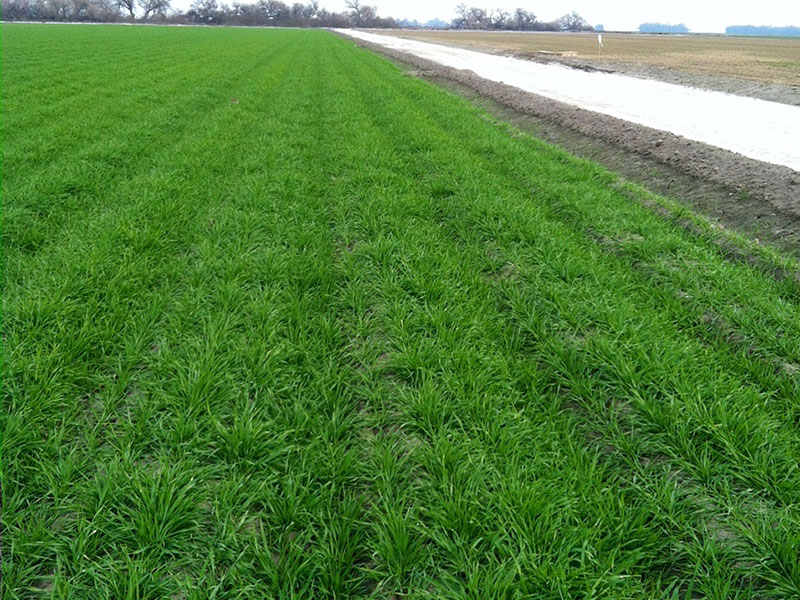 Organisan Grass