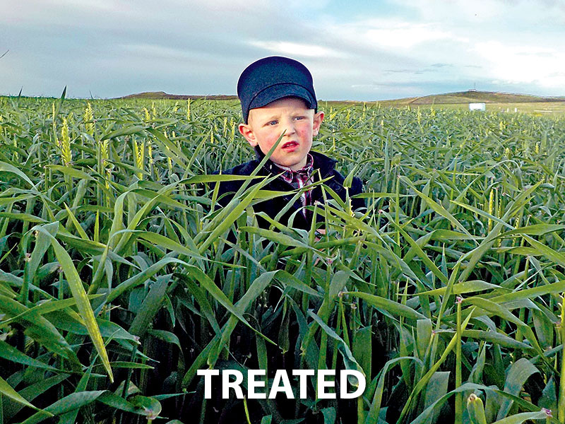 Organisan Hay Barley Treated