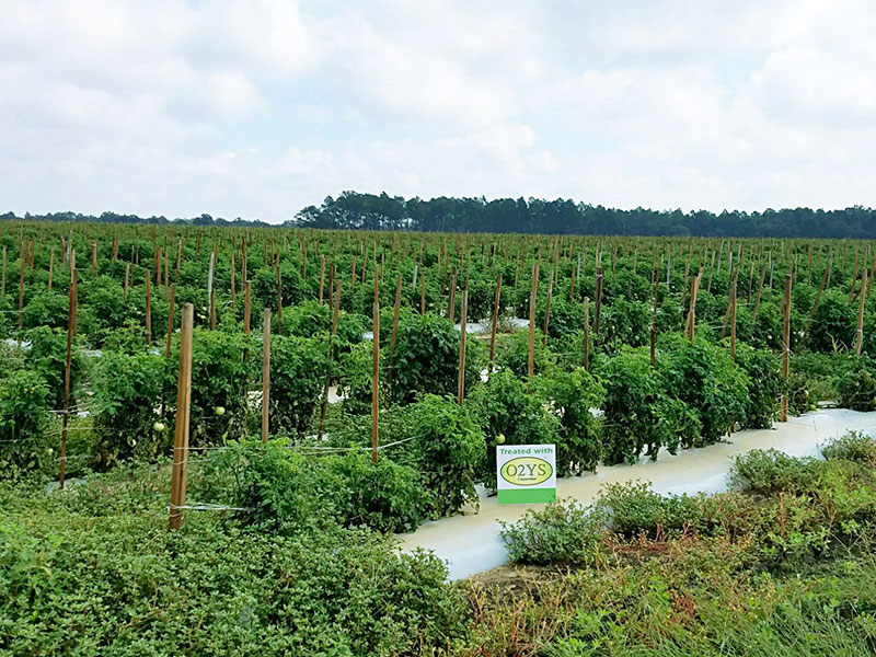 Organisan Tomato Moultrie GA 2017