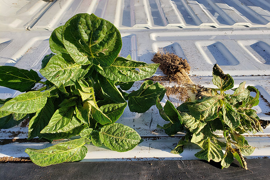 Organisan Eastern Idaho Potatoes Comparison Of Plants