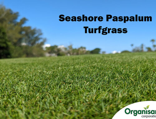Turfgrass: Quick Facts about Seashore Paspalum Turfgrass