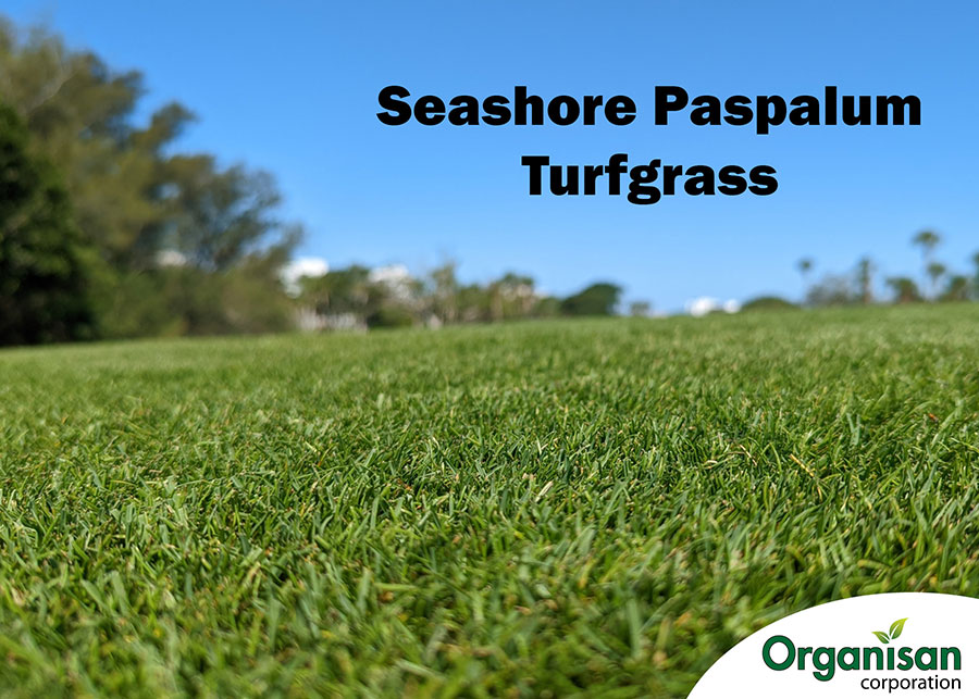 Turfgrass Quick Facts about Seashore Paspalum Turfgrass