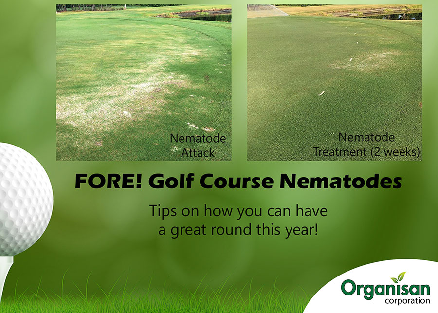 Turfgrass: FORE! Golf Course Nematodes - Organisan Corporation