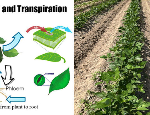 Summer and Managing Transpiration