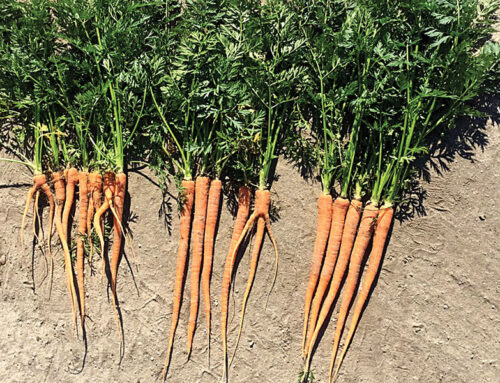 Carrots – Georgia