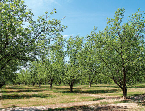 Pecans – Georgia